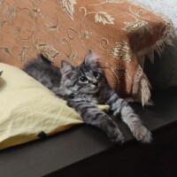 Катя