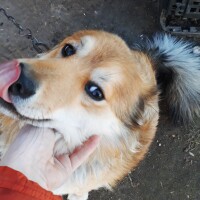Киса