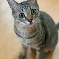 Tonya