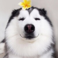 Діана