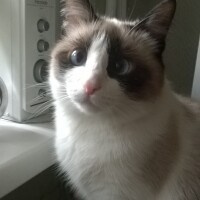 Элла